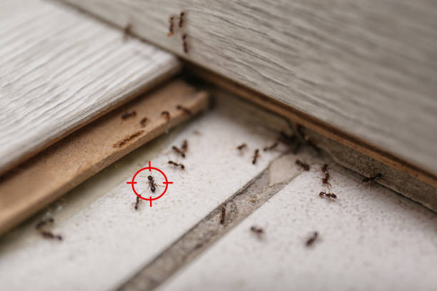 Best Best Pest Control Companies  in Roosevelt, NY