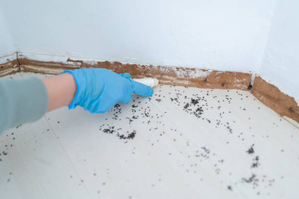 Insect Control in Roosevelt, NY